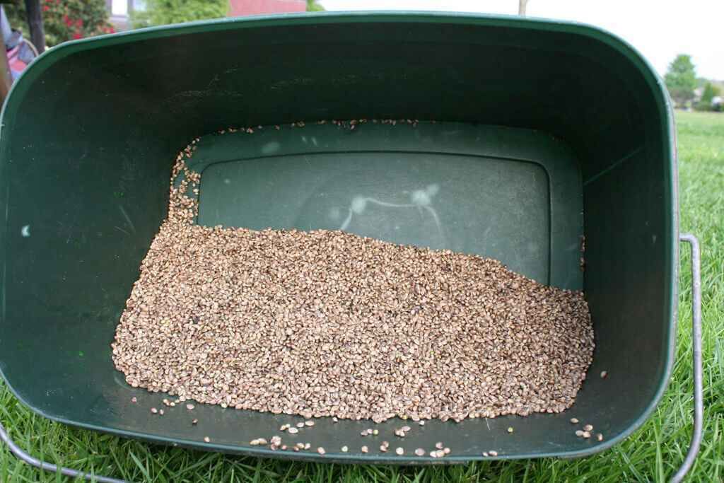 IMG_0616 Ein grüner Eimer gefüllt mit hochwertigen Ködern für Karpfenangelbegeisterte.