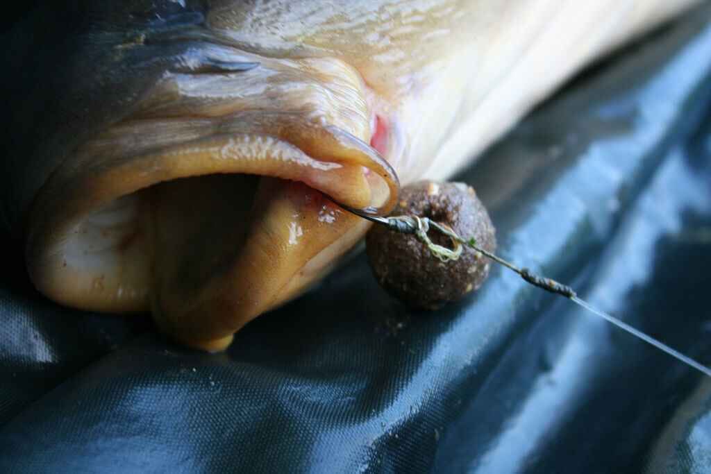 IMG_8961 Nahaufnahme eines Karpfenmauls mit einem zum Angeln bereiten Köderhaken.