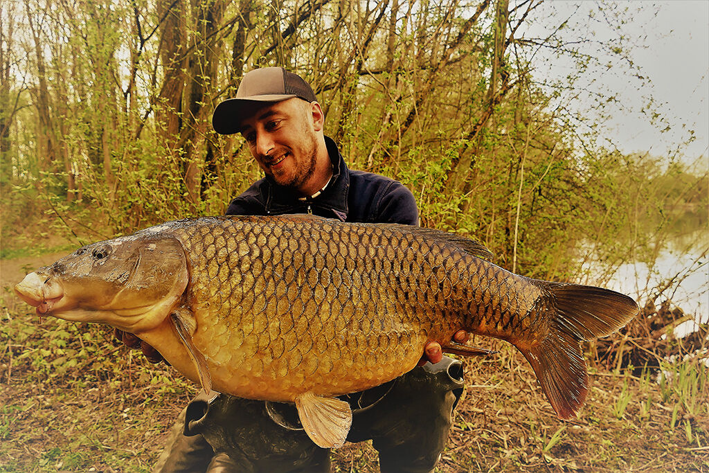 schuppenkarpfen-gefangen