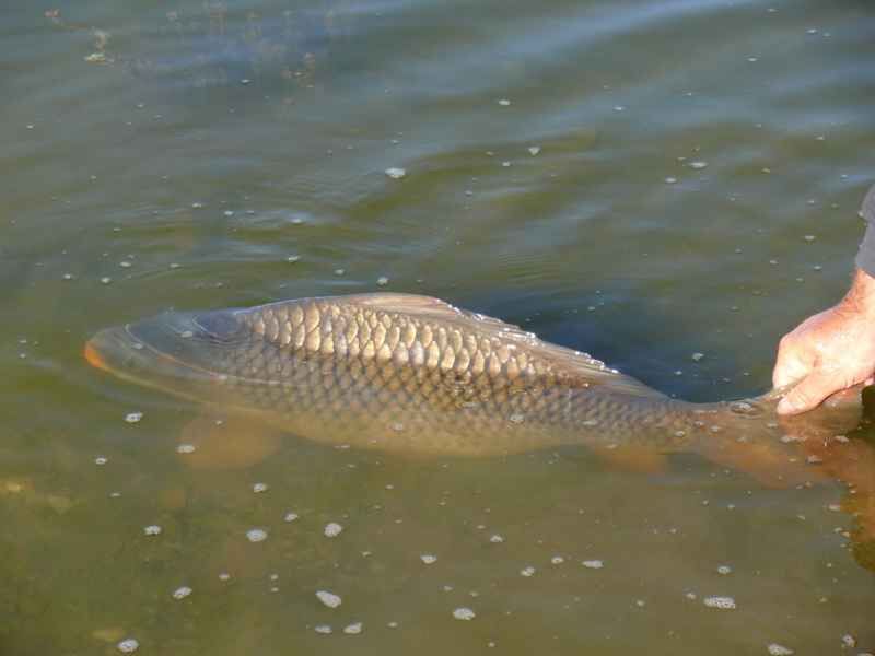 Schuppi-am-Tschad Ein erfahrener Angler lässt einen großen Karpfen nach einem erfolgreichen Fang sanft wieder ins Wasser zurück.