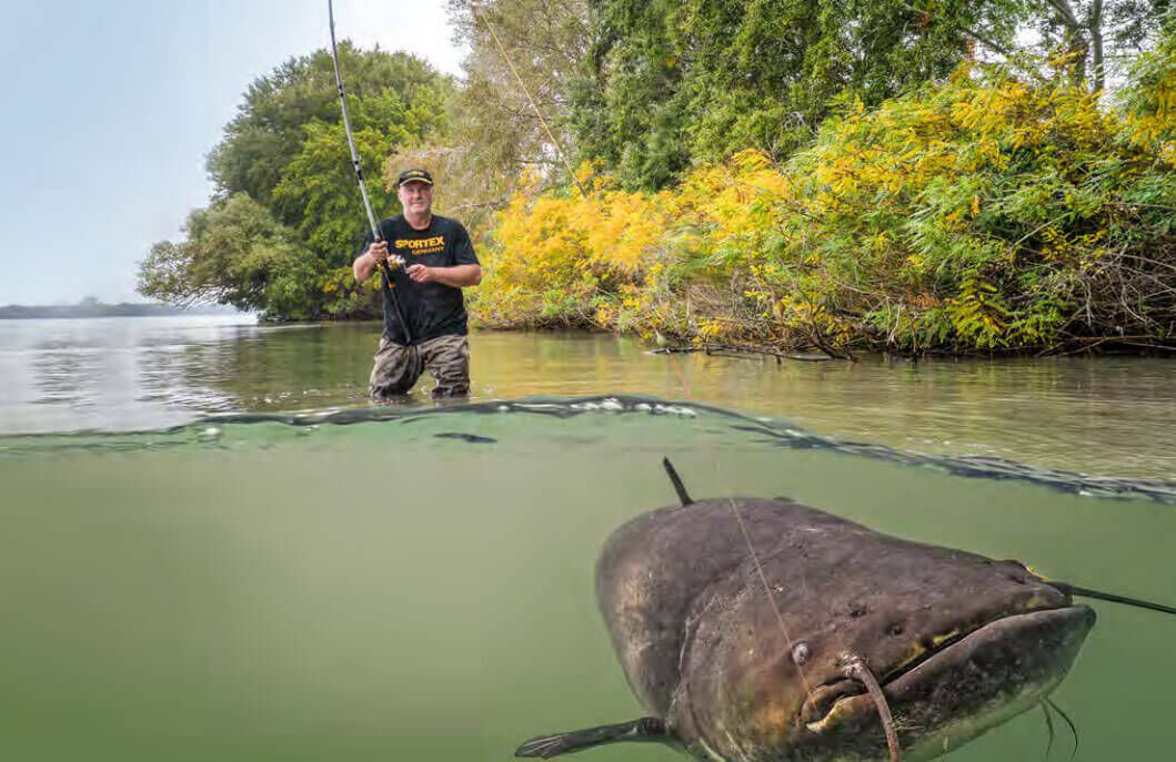 Sportex feiert sein Jubiläum mit Karpfenruten Angler angelt einen großen Wels und demonstriert grundlegende Angelfähigkeiten und Angelausrüstung.