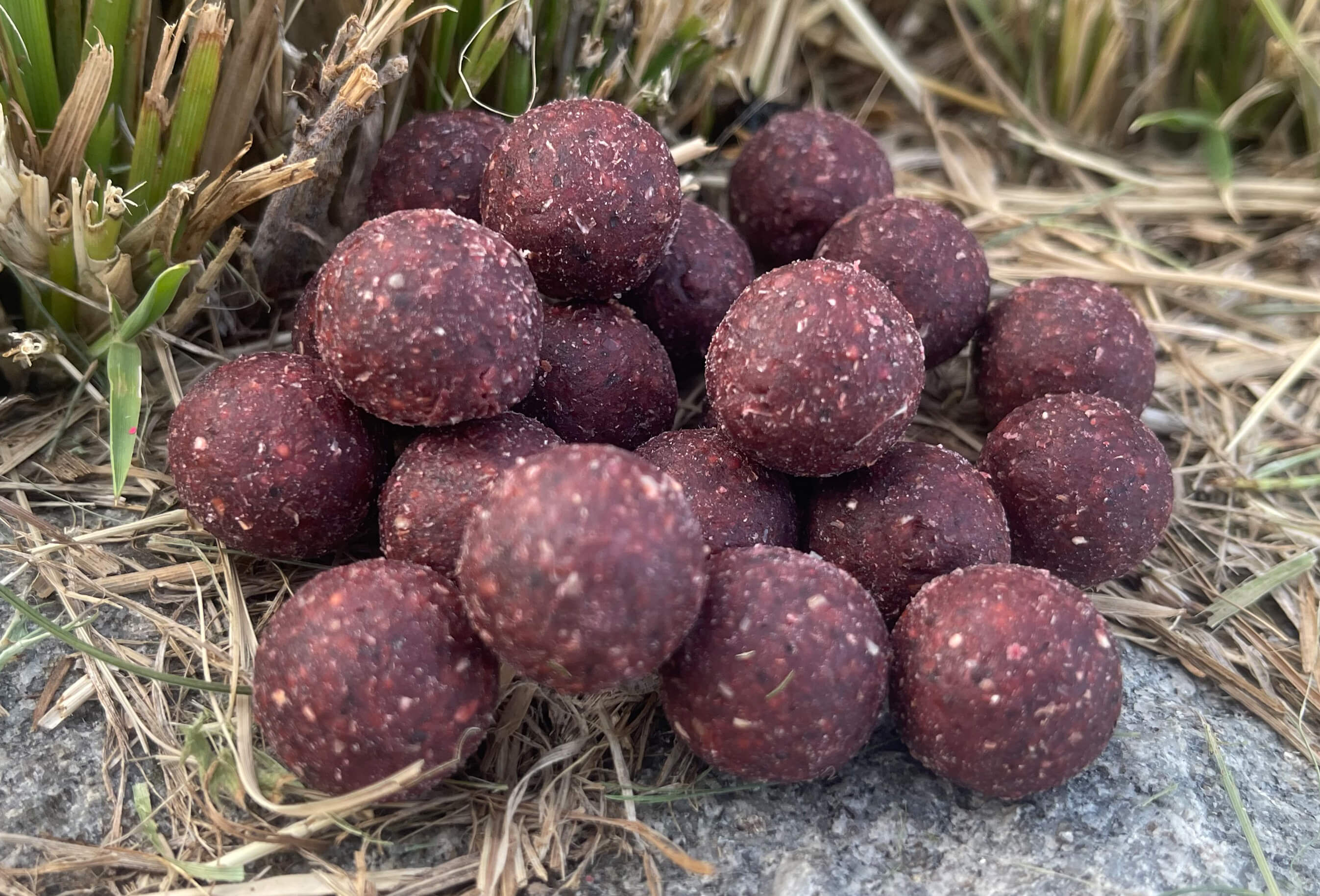 Boilies de pesca de carpas de alta calidad, listos para un cebo eficaz durante una salida de pesca.