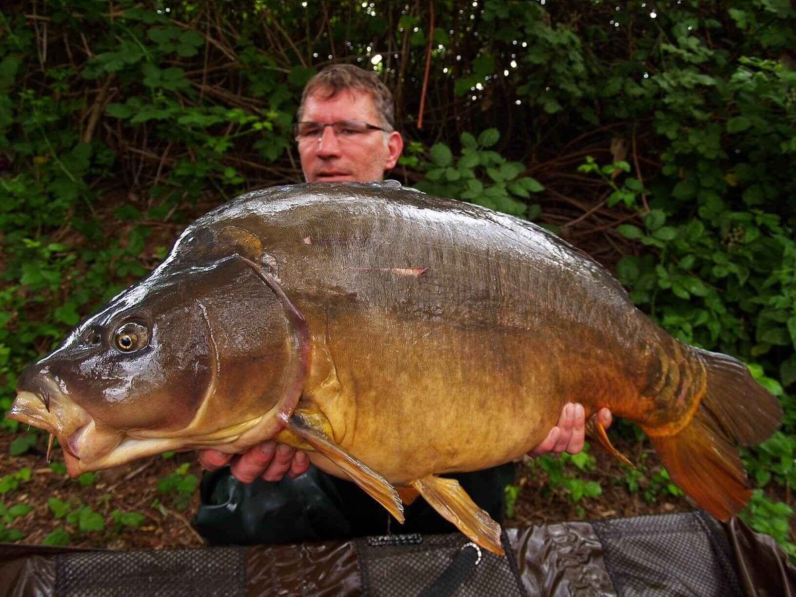 karpfenamgeln_mit_bivvy3 Angler hält stolz einen großen Karpfen in der Hand und stellt seine erfolgreichen Angelfähigkeiten und sein Angelgerät zur Schau.