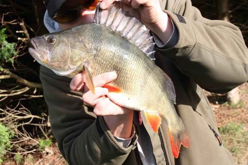Hecht und Zander - Königsdisziplin des Angelns