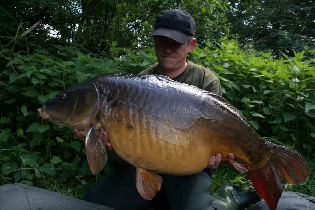 IMG_0839 Ein stolzer Angler hält einen großen Karpfen und zeigt damit den Nervenkitzel des erfolgreichen Karpfenangelns.