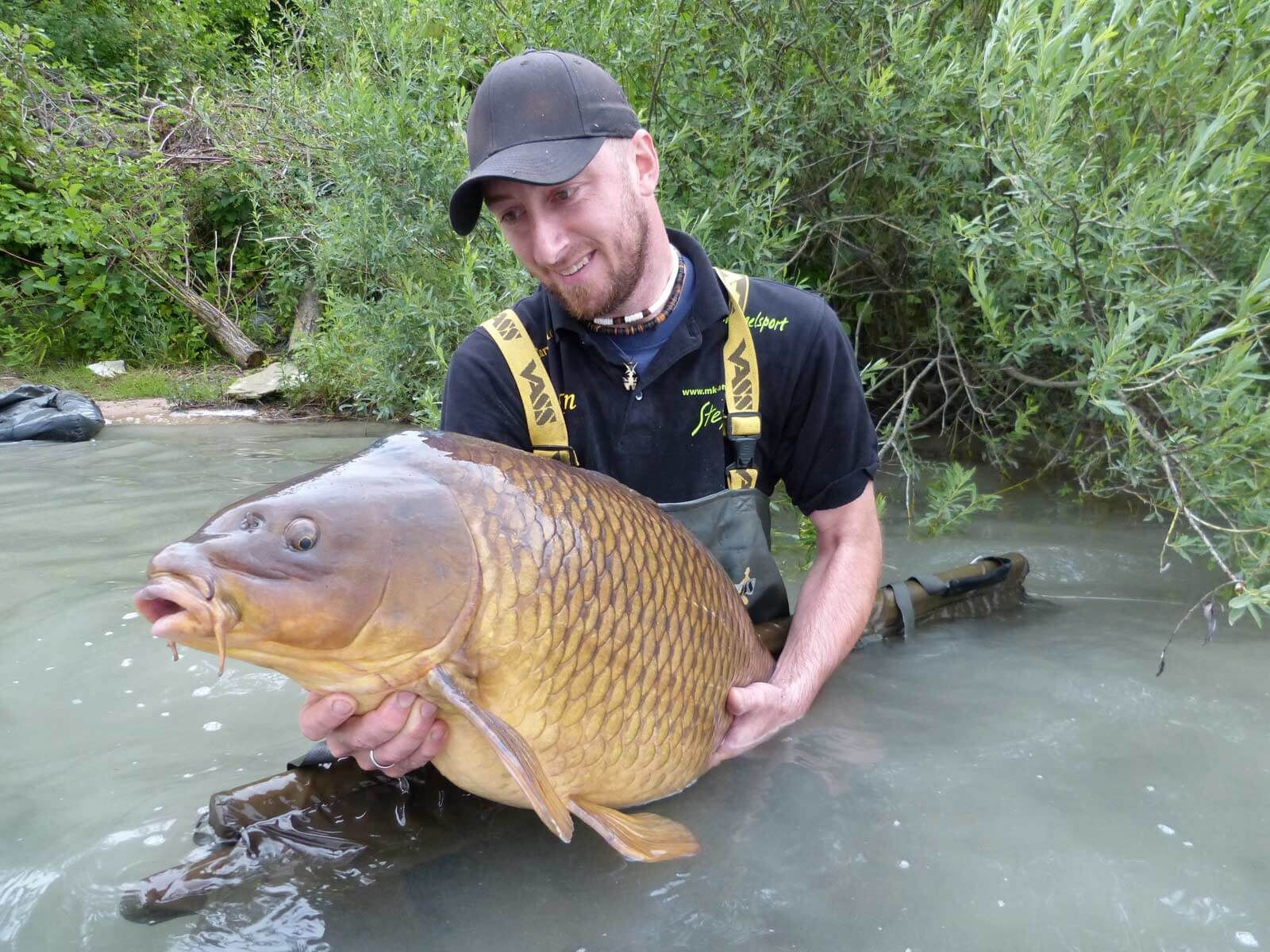 grosser-schuppenkarpfen Angler hält stolz einen großen Karpfen im seichten Wasser und zeigt so sein erfolgreiches Angeln.
