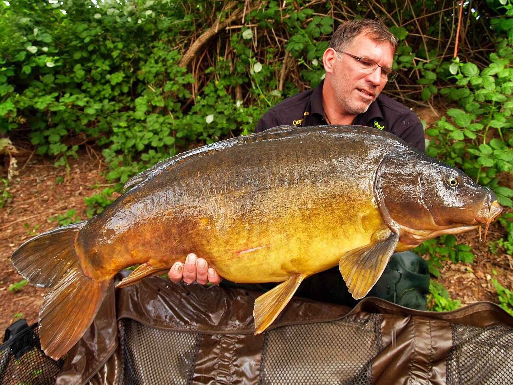 karpfenamgeln_mit_bivvy5 Der Angler hält stolz einen großen Karpfen in der Hand, der mit hochwertigen Angelgeräten und -techniken gefangen wurde.