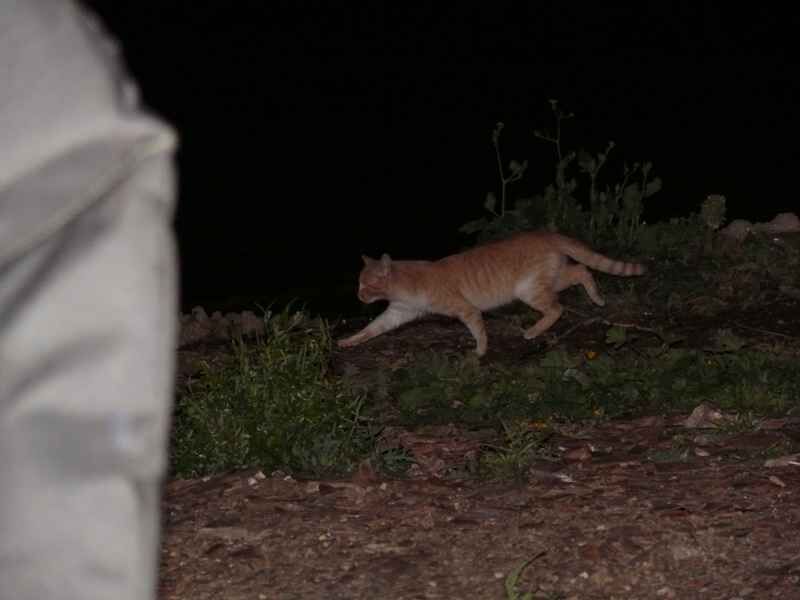 N-chtliche-Besucher Eine neugierige Katze, die nachts den Angelplatz erkundet und dem Anglererlebnis zusätzlichen Charme verleiht.