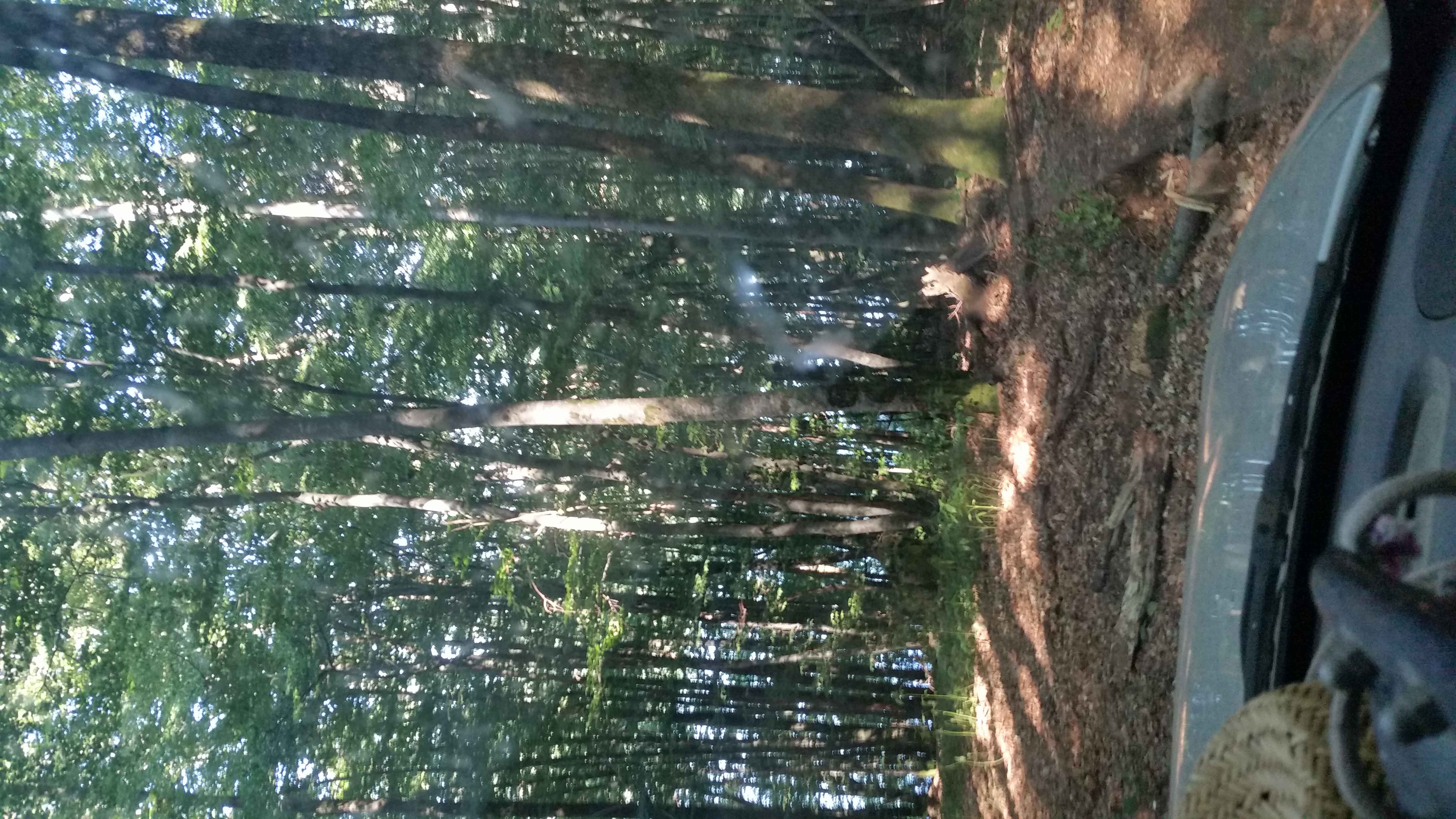 015 Malerische Aussicht auf ein Waldgebiet, ideal zum Aufstellen der Angelausrüstung und zum Genießen der Natur.