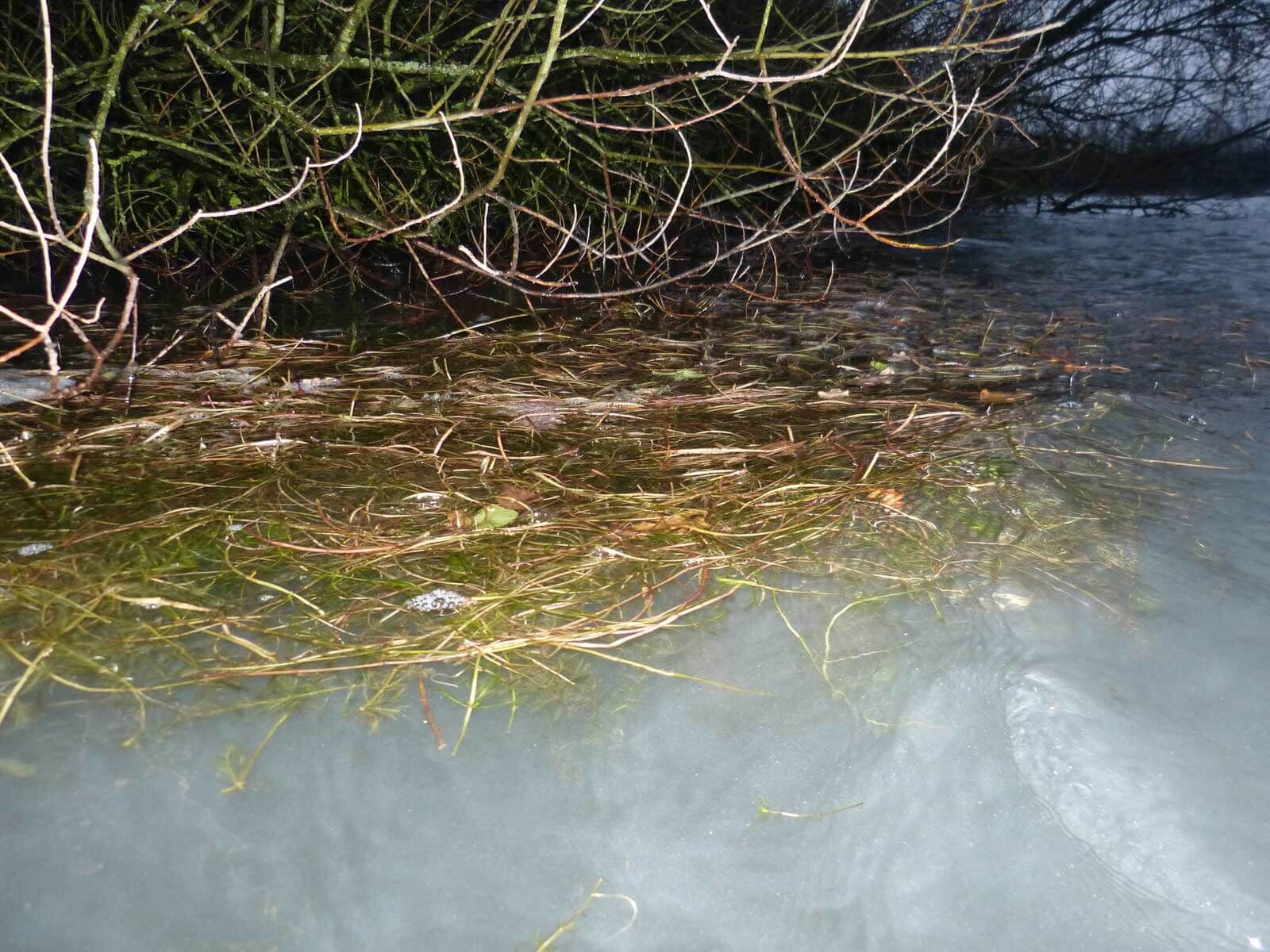 karpfen-laichzeit Unterwasseransicht von Wasserpflanzen, ideal zum Karpfenangeln und zum Platzieren von Ködern.