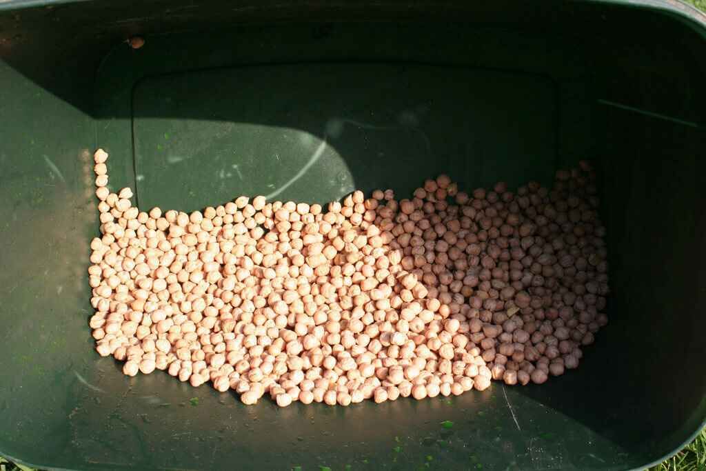 IMG_0610 Ein mit Köderpellets gefüllter Behälter, der für ein erfolgreiches Karpfenangeln unerlässlich ist.