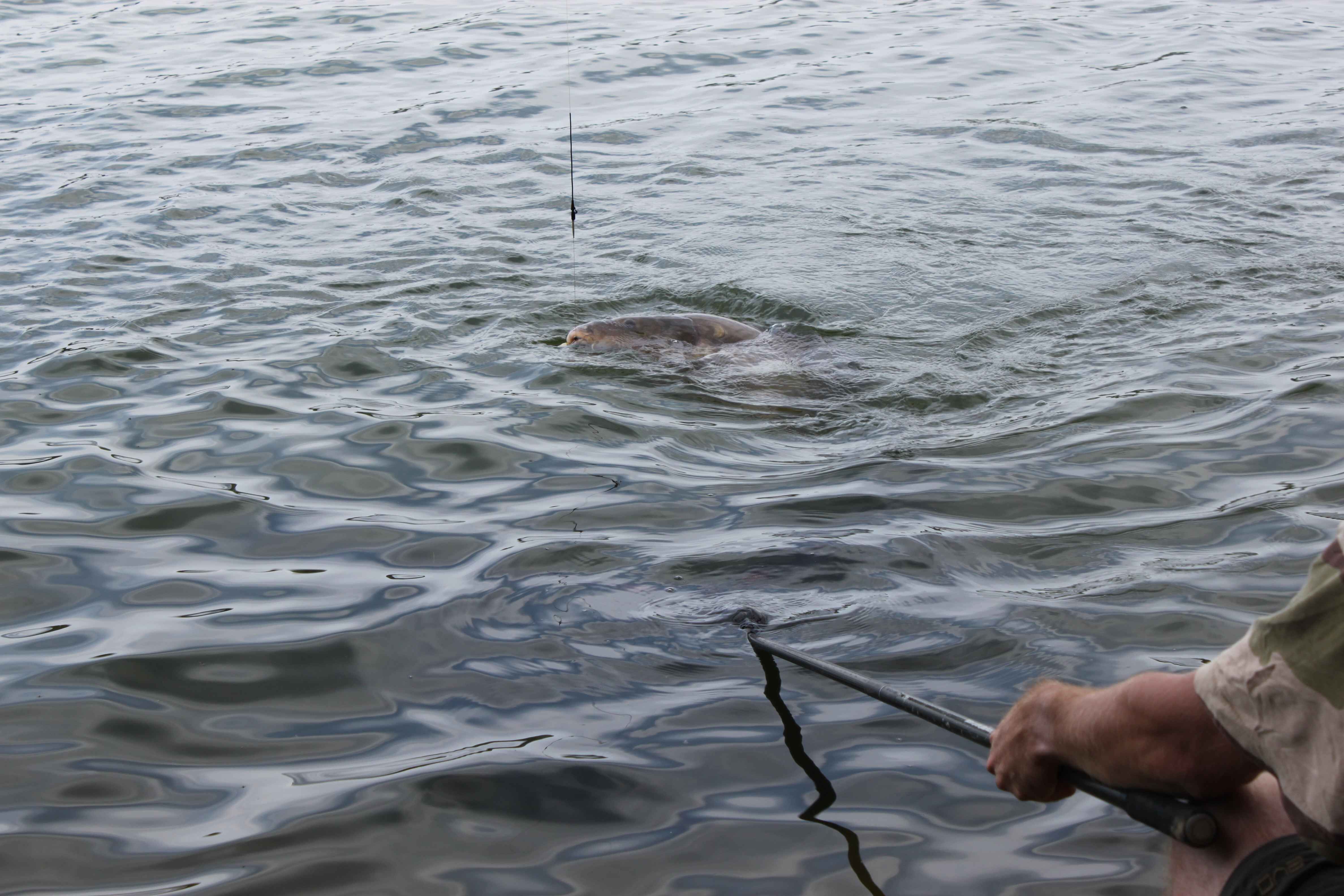 034c Ein Angler angelt einen großen Karpfen aus dem Wasser und demonstriert seine Angelfähigkeiten und sein Angelgerät.