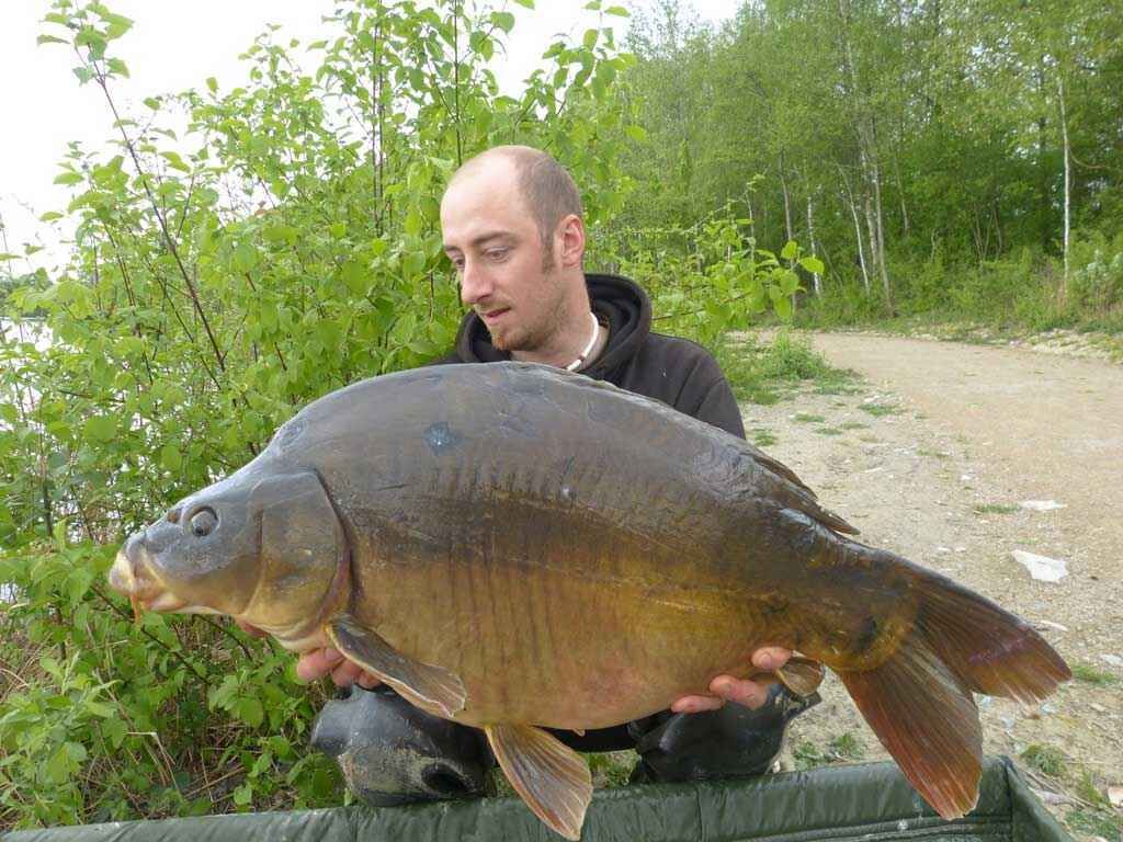 karpfen_kischel1 Angler hält stolz einen großen Karpfen in der Hand, der beim Angeln in einer üppigen grünen Umgebung gefangen wurde.