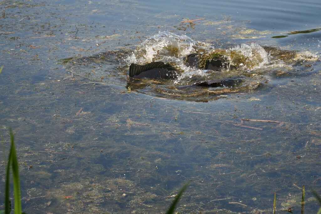 IMG_4513 Ein im Wasser planschender Karpfen zeigt die Spannung des Karpfenangelns.
