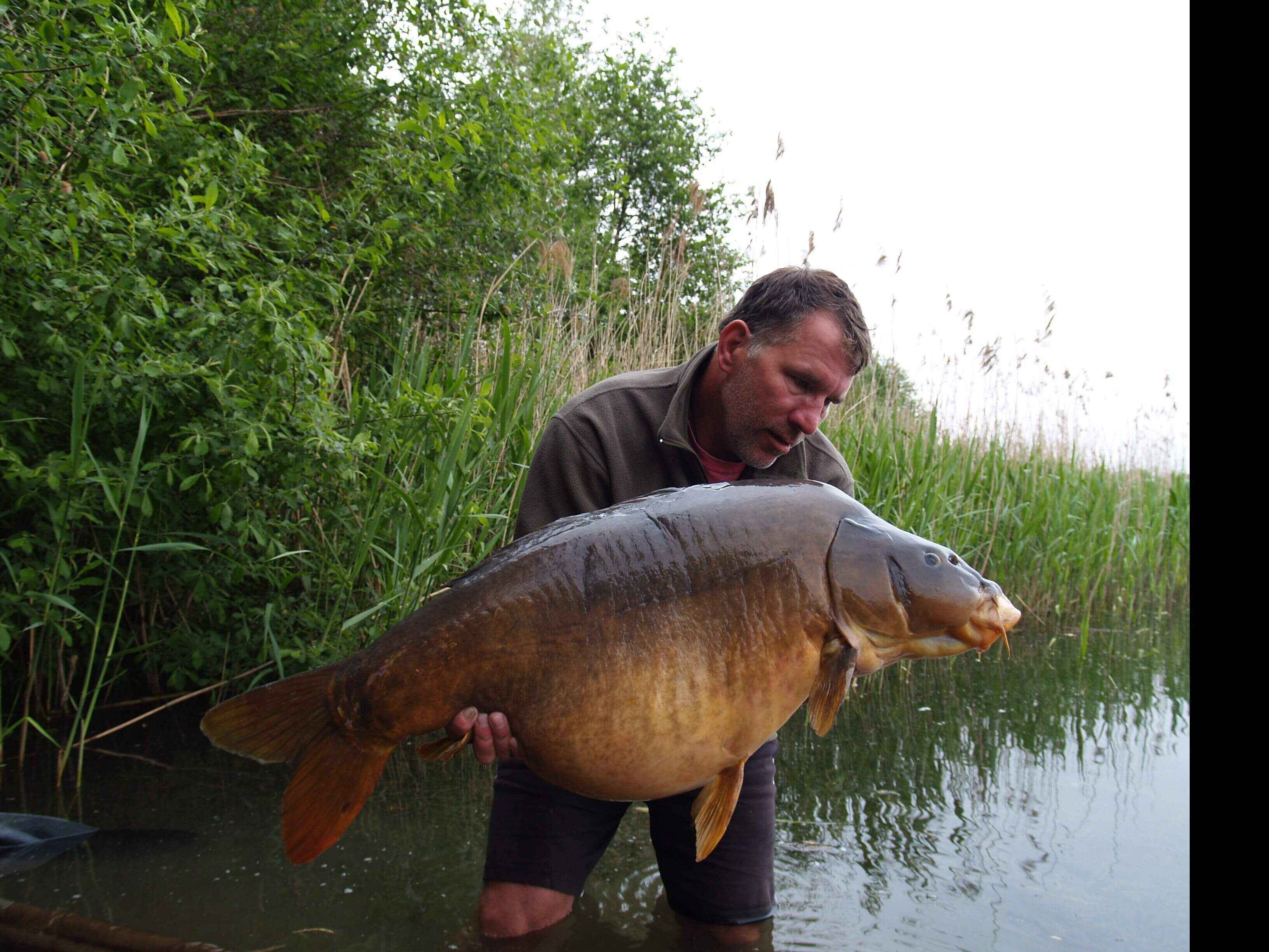 karpfenangeln_mit_bivvy Ein stolzer Angler hält einen großen Karpfen in der Hand, der in einer üppigen grünen Umgebung gefangen wurde.