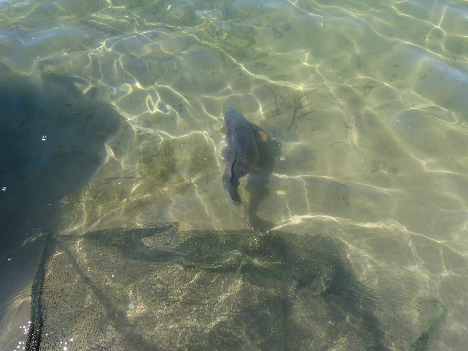 karpfen-im-wasser Ein Karpfen schwimmt nahe der Oberfläche und zeigt den Nervenkitzel des Karpfenangelns.