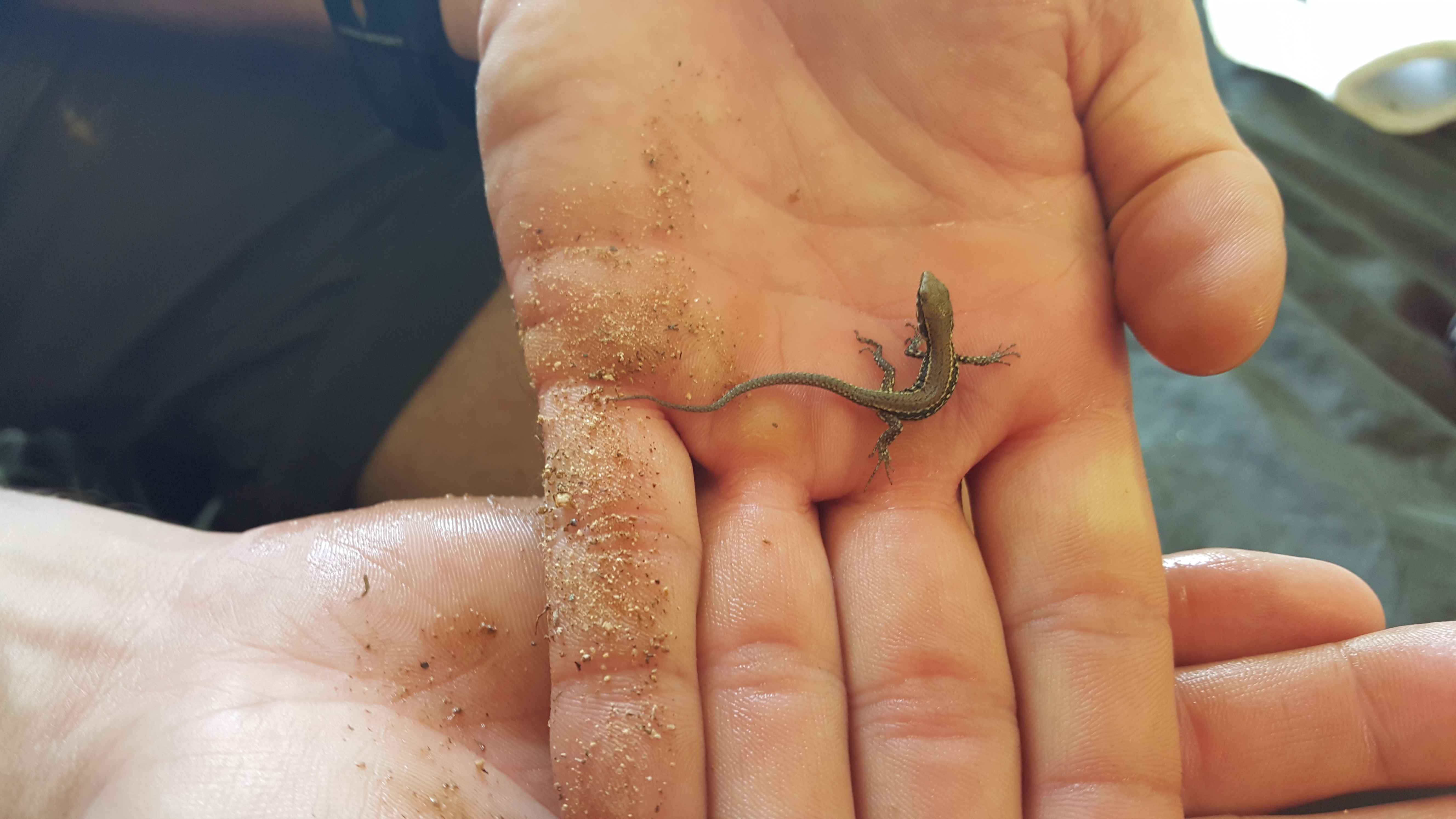 028 Eine kleine Eidechse ruht in der Hand eines Anglers und zeigt beim Angeln die Schönheit der Natur.