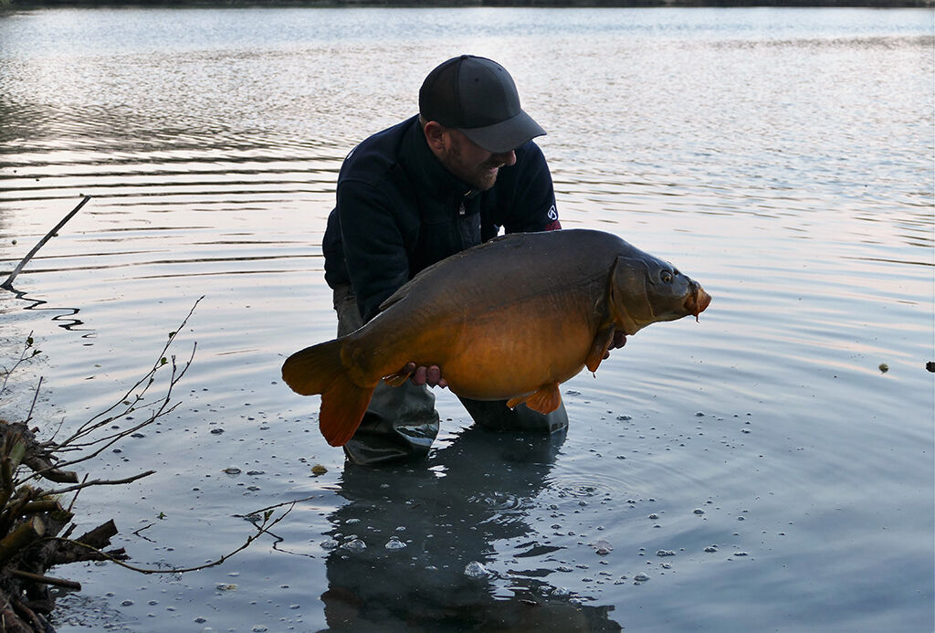 catch-and-release-carp Angler hält stolz einen großen Karpfen in der Hand, der in einer ruhigen Seeumgebung gefangen wurde.